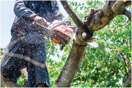 tree services South Bethlehem